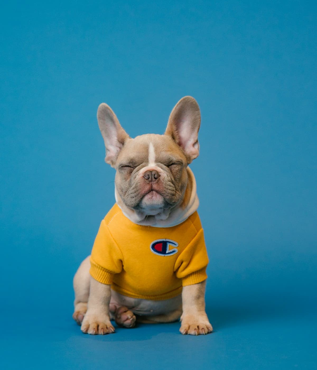 Chú chó vui vẻ tại spa thú cưng — minh hoạ cho các bài grooming và chăm sóc trên Pet NGON Journal
