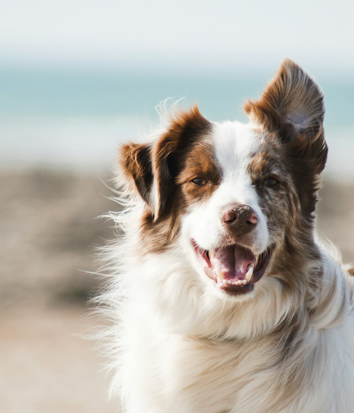 Chú chó vui vẻ — spa & grooming tận nhà Pet NGON tại TP.HCM